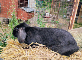 French Lop Doe