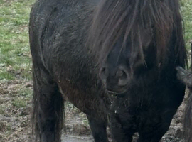 Black Standard Shetland Colt