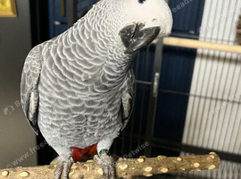 Cute baby African grey