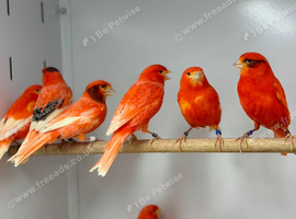 Red factor canaries