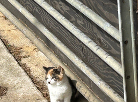 Farm kittens available