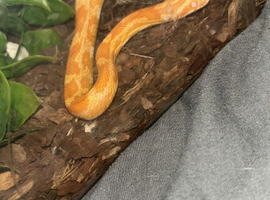 Corn Snakes For Sale