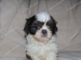 Blue & Black dobbie imperials kc registered