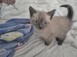 Boy and girl ragdolls