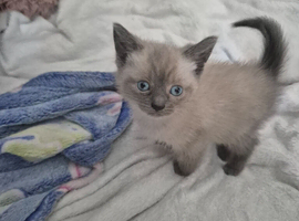 Boy and girl ragdoll for sale