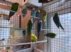 Exhibition Budgerigars for sale
