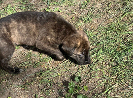 Cane Corso puppies