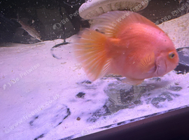 Orange chiclids