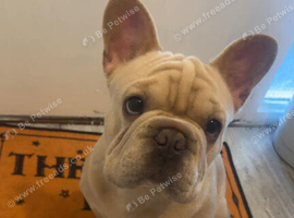 French bulldog big rope