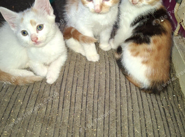 4 beautiful kitten baby's ready for there loving homes
