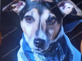 Two male adorable Jack Russells