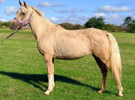Rare opportunity to own a palomino registered arab