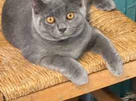 British shorthair boy.