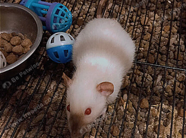 Dumbo rats