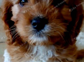 Beautiful Ruby Red & White Cavapoo Puppies