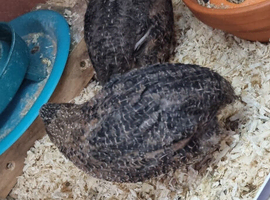 7 week old group