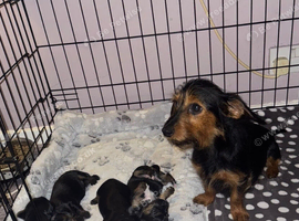 Beautiful puppies for sale