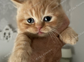 British Longhair/Shorthair Cross Kittens
