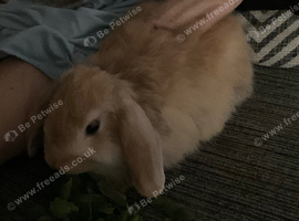 Mini Lop - Female + indoor set up