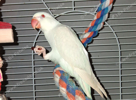 Ringneck Palid blue female for sale &pound;250