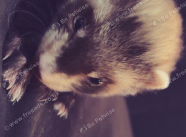 Two kit ferrets
