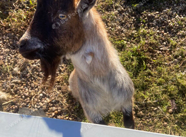Young pygmy Billy goat