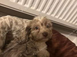 9 week puppy