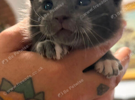 2 beautiful grey kittens