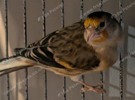 Unsexed Goldfinch mules