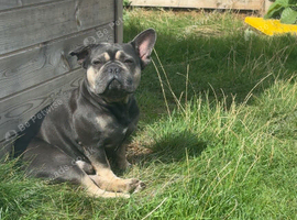 Male French bulldog