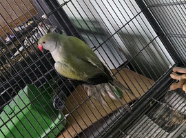 Proven male opaline turquoise Indian ringneck