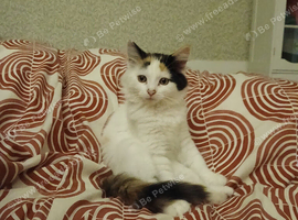 Female kitten seeking new home