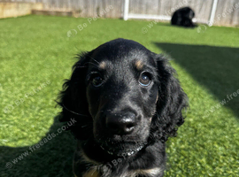 Long Haired Miniature Dachshund Puppy