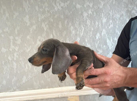 Beautiful miniature dachshunds