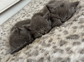 Beautiful British shorthairs