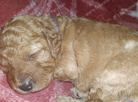 F1b cockapoo puppies for sale