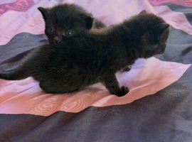 Kittens looking for a forever home