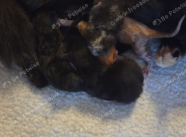 KITTENS LOOKING FOR LOVING HOMES