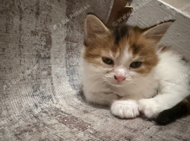 One kitten