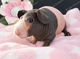 Purebred Skinny Pigs