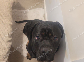 2 Year Old Male