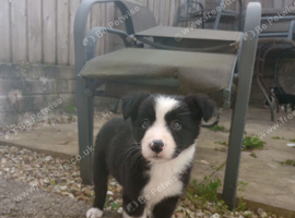Border collie