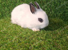 NETHERLAND DWARF