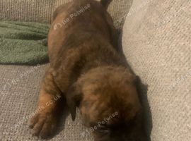 american bully