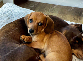 Beautiful red dachshund boy