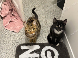 Two kittens looking for new home.
