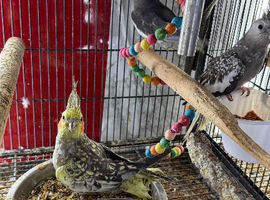 Baby cocktails Glasgow