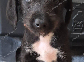 F1 Bedlington x whippet puppies