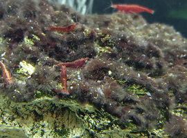 Red shrimps for sale!