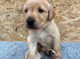 Labrador Puppies